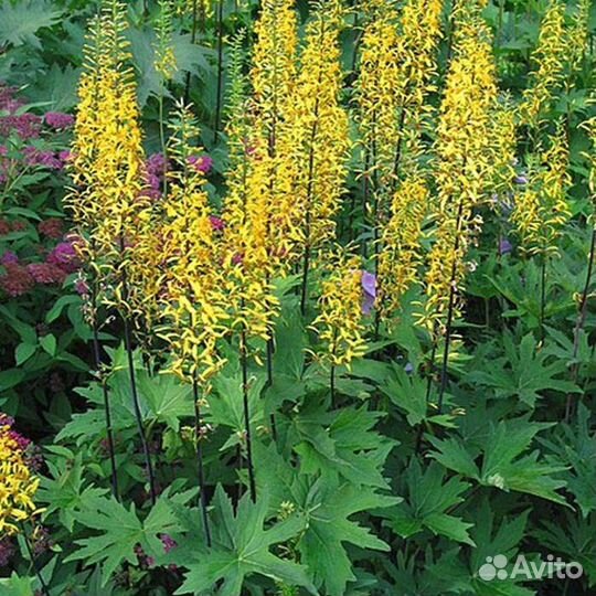 Бузульник, вербейник, лиатрис