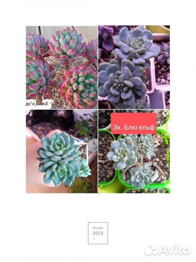 Суккуленты. Обновление