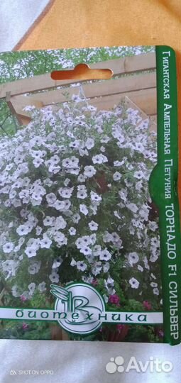 Тайдалы, петуния