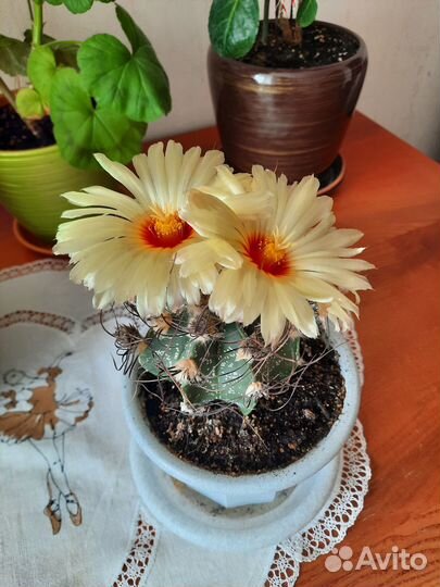 Астрофитум козерогий (Astrophytum capricorne)