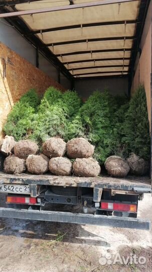 Туя, Ель, Кедр, Сосна, свой питомник