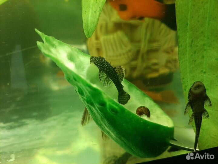 Аквариумное растение