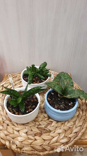 Суккуленты