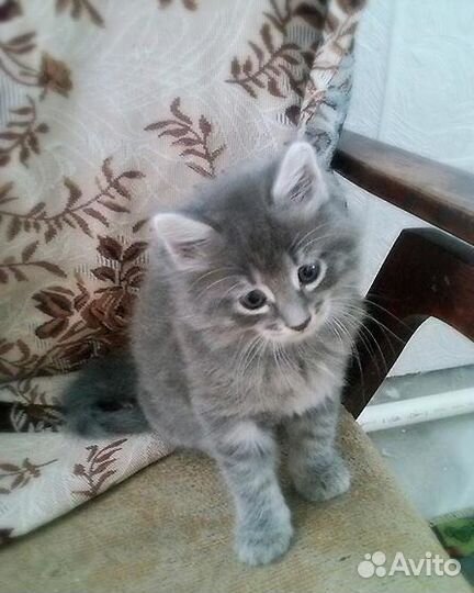 Маленькая Пушинка- пущистая серая девочка 1.5 мес