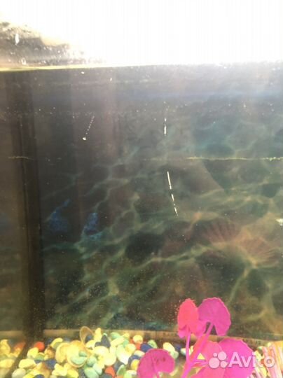 Аквариум на 100 литров