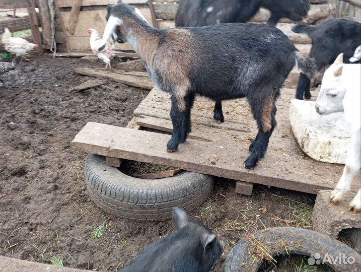 Козы и козлята