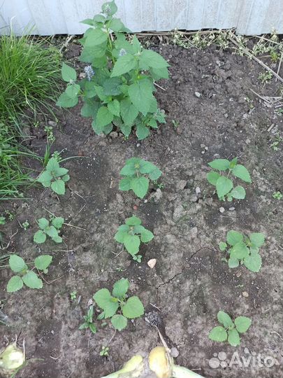 Ромашки, хоста, мох, медвежьи ушки и др