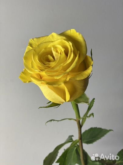 Желтая роза 51 роза 101 премиум эквадор