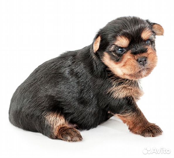 Йоркширский терьер щенки