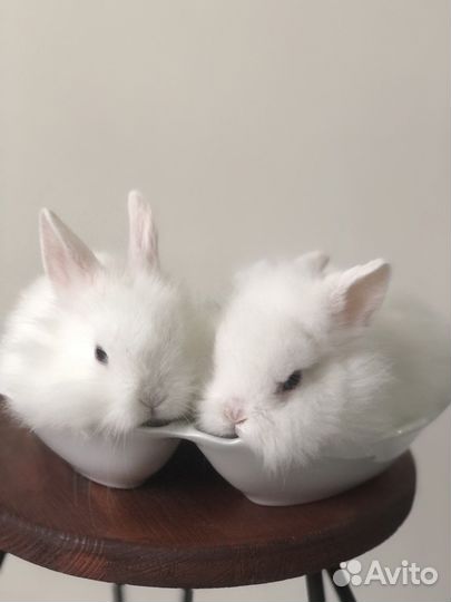Крольчата от родителей фотомоделей