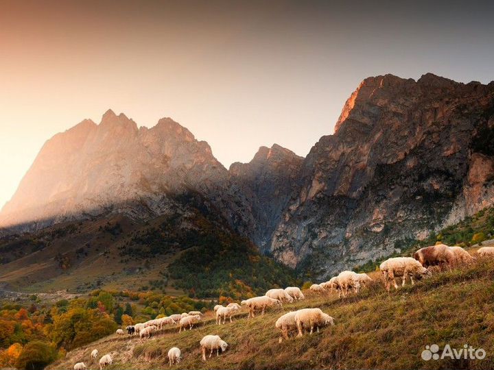 Экскурсия — Владикавказ — Влюбиться вИнгушетию зао