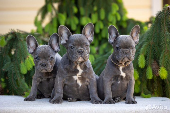 Голубо-тигровые мальчики и девочки