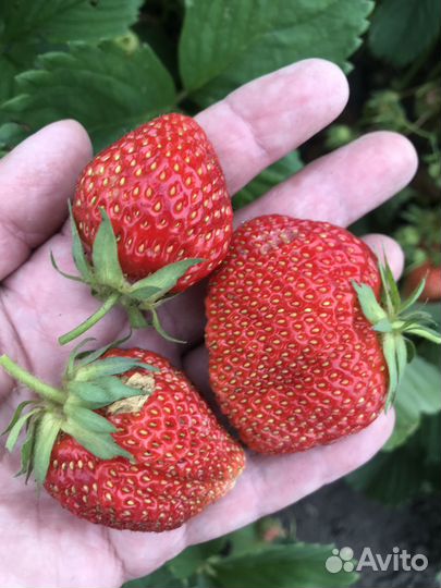 Саженцы клубники (земляники)