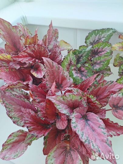 Бегония Рекс