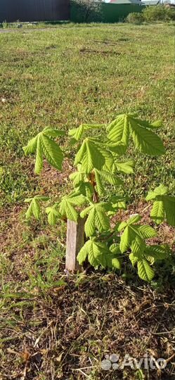 Саженцы каштана