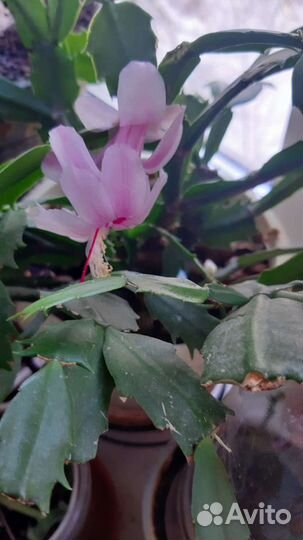 Декабрист или шлюмбергера Malissa (белый)