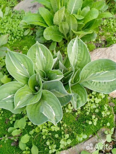 Хоста разные сорта