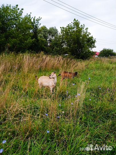 Козлята продажа