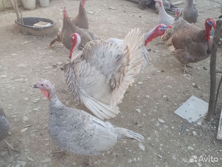 Инкубационное яйцо