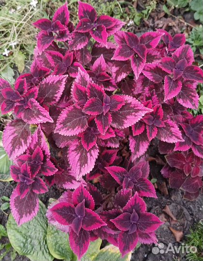 Колеусы черенки