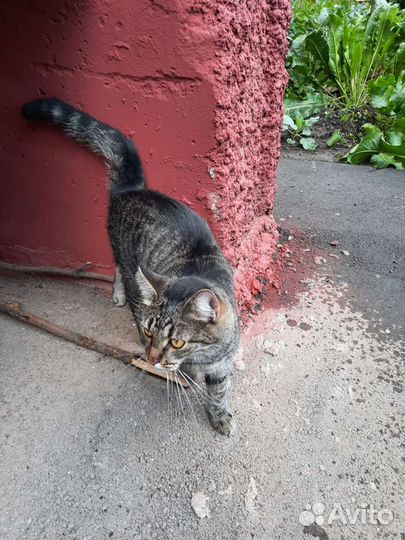 Кот ищет дом