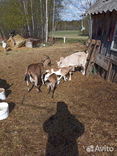 Коза альпийская нубийская