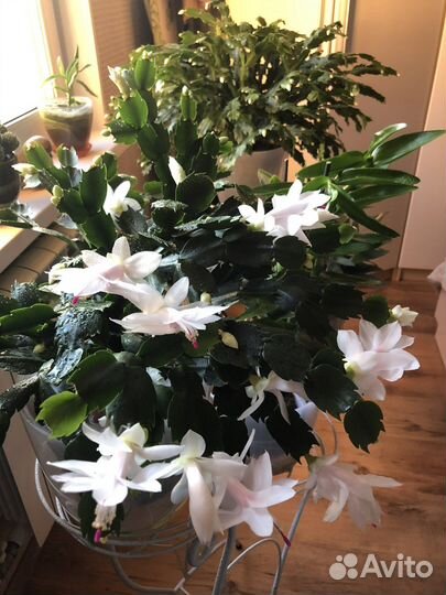 Декабристы шлюмбергера сортовые