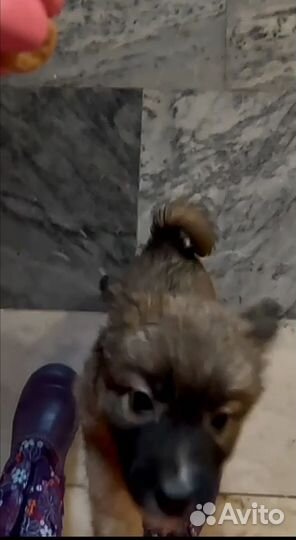 Щенок в добрые руки