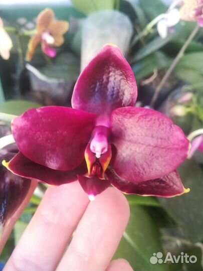 Орхидея P. Samera x Haur Jhih Princess цветет