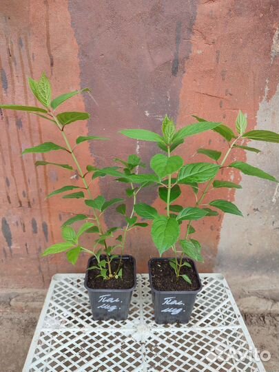 Гортензия метельчатая Полярный медведь