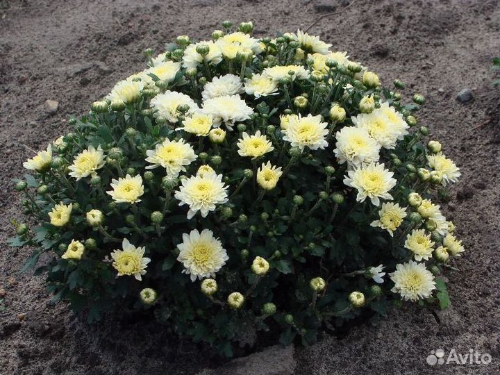 Саженцы Хризантемы зимостойкой