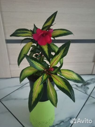 Новогвинейский бальзамин