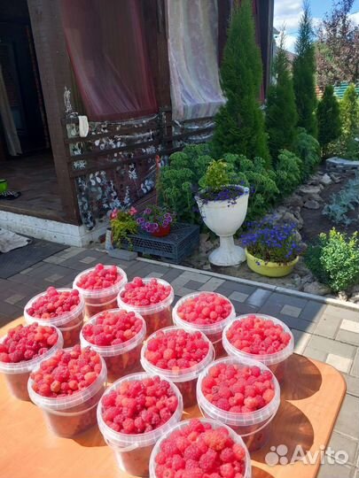 Продам свежесобранную малину