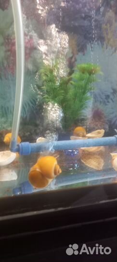 Аквариум 60л