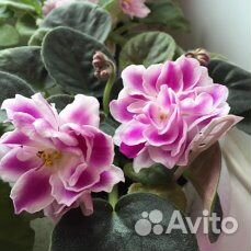 Cортовые фиалки и грунт Классман