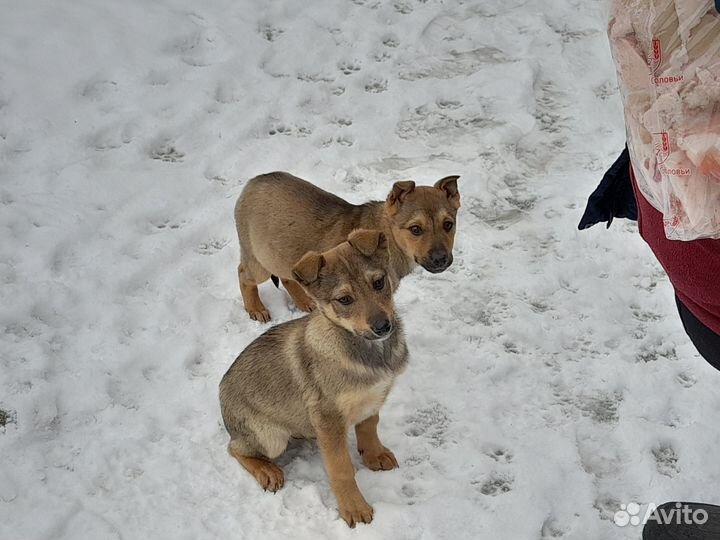 Отдам в добрые руки