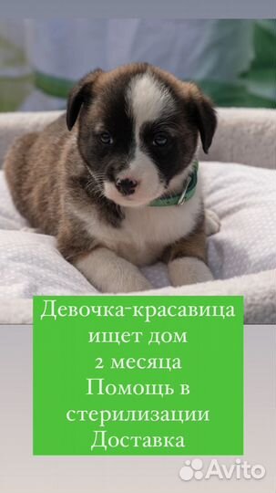 Щенок в добрые руки бесплатно собака