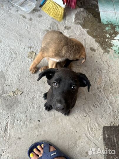 Собака в добрые руки