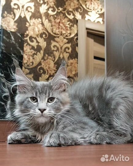 Котята мейн-кун