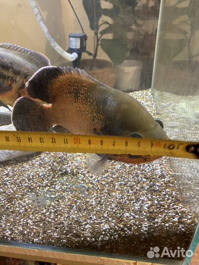 Аквариум 200л + Астронотусы