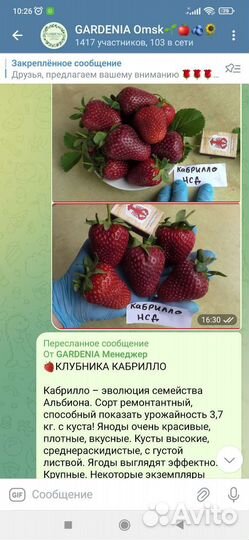 Саженцы крупноплодной клубники в Зкс