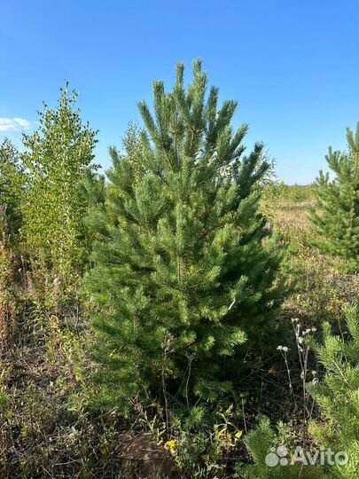 Новогодние сосны и ели в розницу и оптом