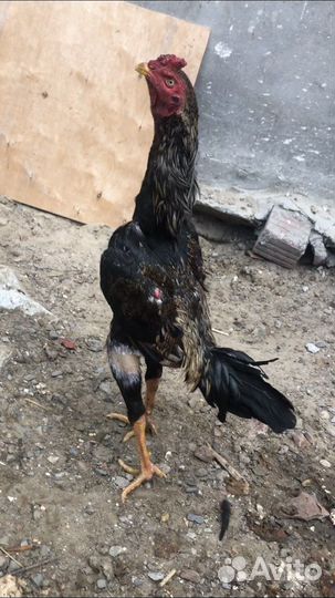 Бойцовая птица