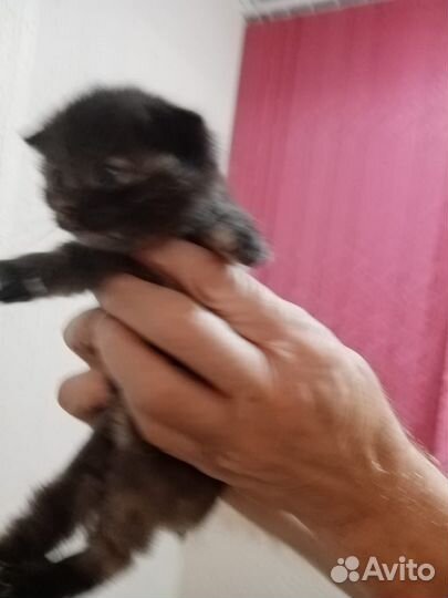 Кошка с котятами