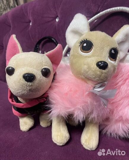 Собачка чичилав