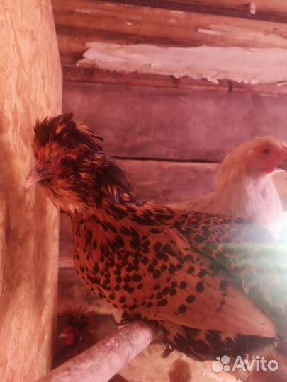 Цыплята породистые