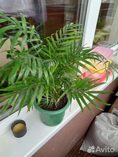 Пальма Хамедорея комнатные цветы