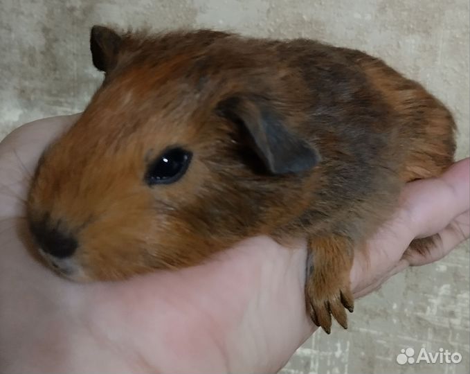 Малыши свинята морские Арлекино, Абиссинский