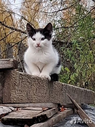 Два котёнка