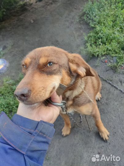 Маленький песик